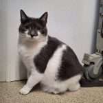 Detective Cat2