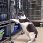 Detective Cat5