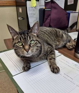 Evee3