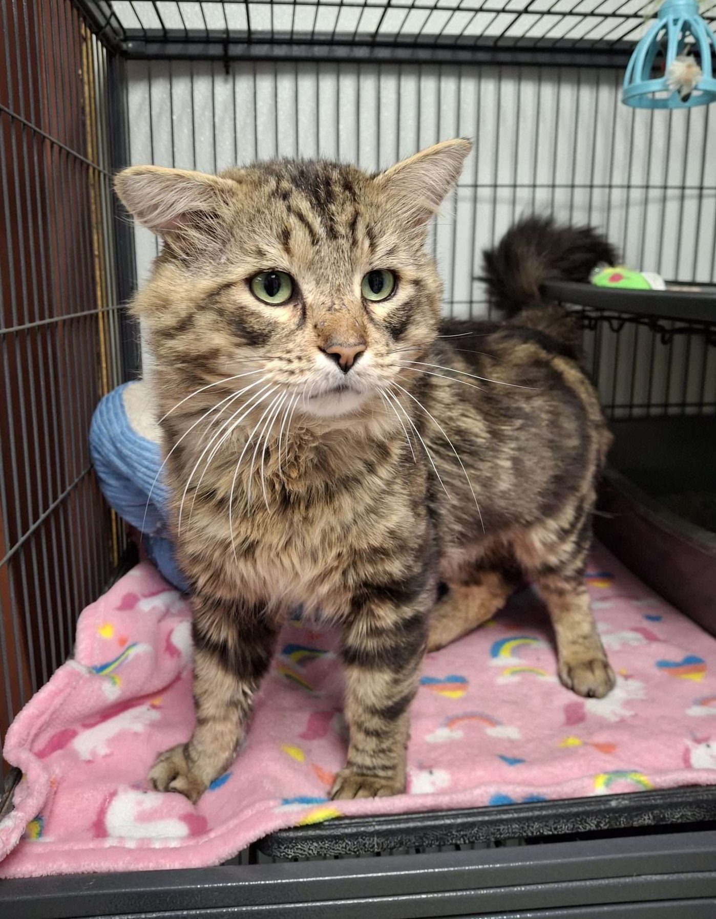 ANGUS – ADOPTION PENDING