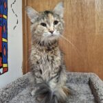 Gertrude