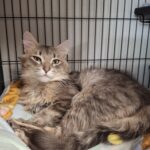 Nermal1