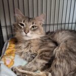 Nermal2