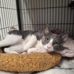 Luca