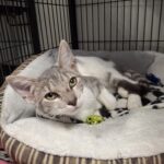 Freida