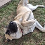 Nala1