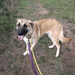 Nala4