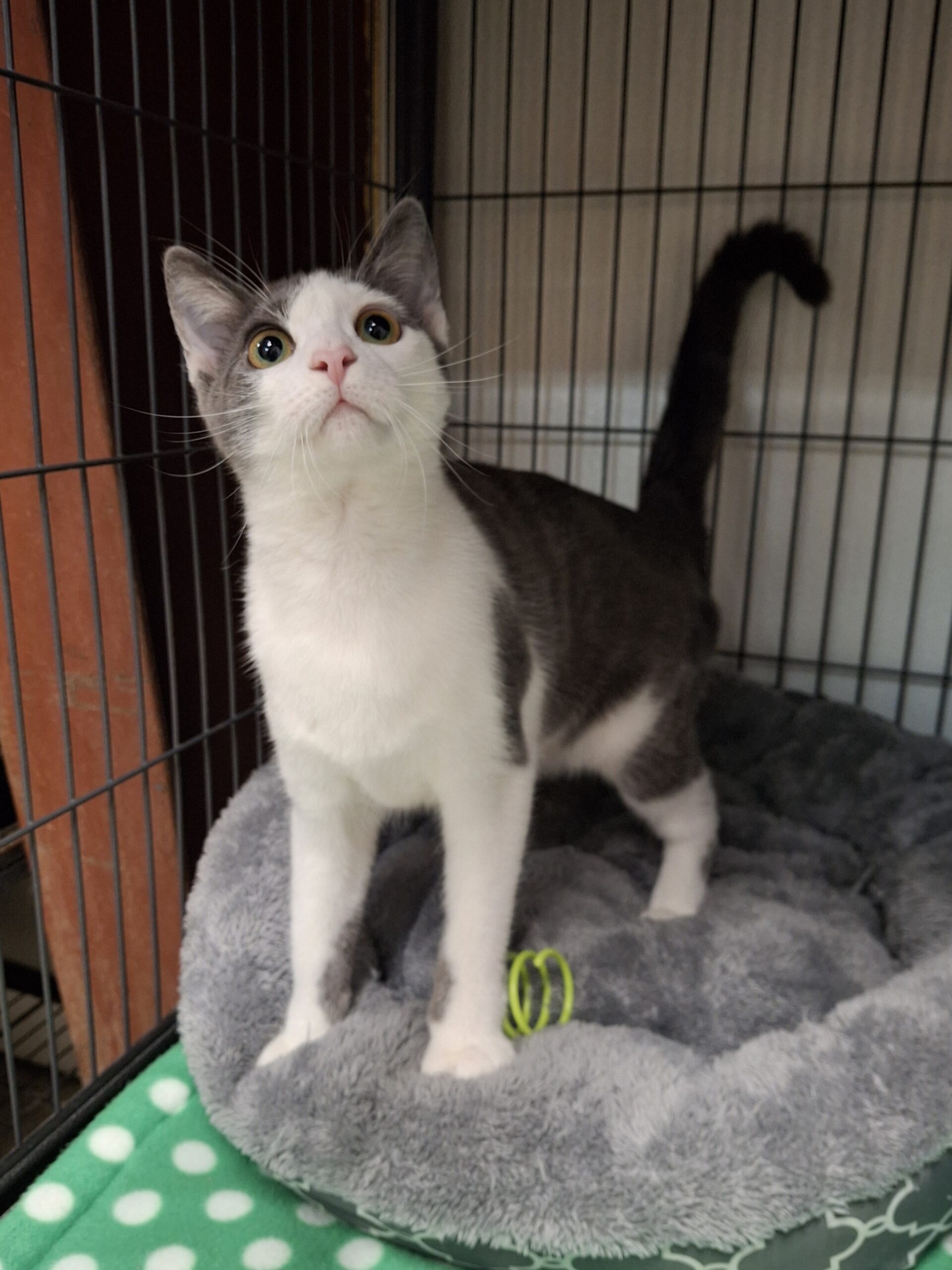 KITTY WELLS – ADOPTED!